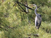 Yapping Heron
