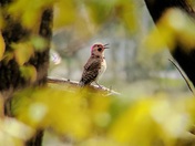 Northern Flicker 