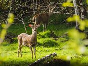 Hidden in Plain Sight