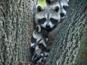 Raccoon Pile