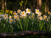 Spring Daffodils growing wild in the woods
