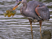 Great Blue Heron vs The Pumpkin Seed Fish