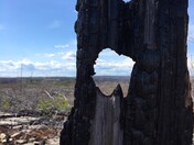 Aftermath of a Forest Fire