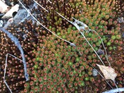 Boreal mosses