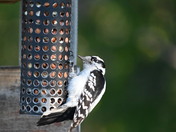 Downy Woodpecker feasting at the feeder