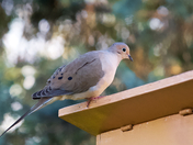 Good morning, mourning dove!
