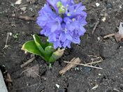 a little touch of spring 