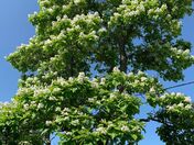 What a beautiful tree 