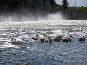 The Lockport Squadron