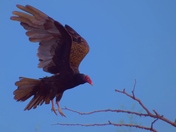 Not sure about the landing.