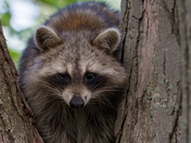 Cute Raccoon   |   Raton laveur plutôt sympathique