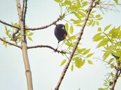 Red-Winged Blackbird at top of tree 