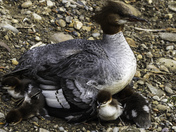 Common Merganser and young