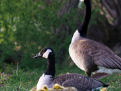 Geese and the goslings 