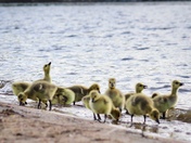 Geese and the goslings 