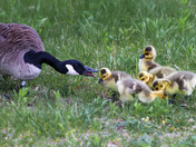 Geese and the goslings 