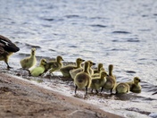 Geese and the goslings 