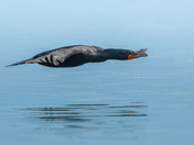 Flying Low