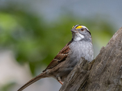 White throated Sparrow posing