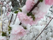 Late May Snow