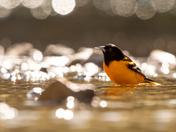 Baltimore during shower