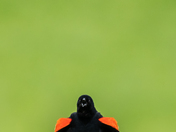 Blackbird just doing its thing