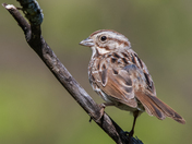 Song Sparrow inbetween its singing routine
