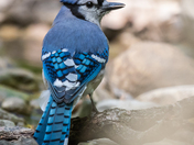 Now im official blue jay fan