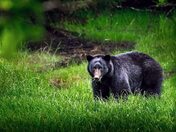 Bearly One Yard Away