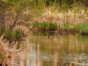 Liking their habitat