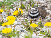 Can stumble on surprises