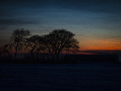 Sunset Through the Trees