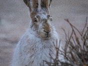 Our Neighbourhood Jack Rabbit