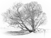 Winter on the Prairies 