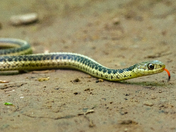 The Baby Garter Snake