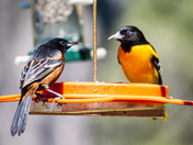 An Orchard oriole and a Baltimore oriole at the feeder.