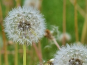 Changing beauty of the dandelions.