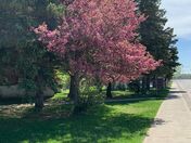 what a beautiful tree 