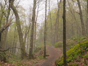 Forest Fog