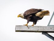 Will I Stay or Will I Go