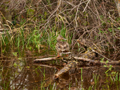 Handsome Mallard Couple