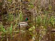 Handsome Mallard Couple