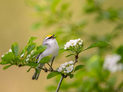 Brewster’s Warbler