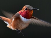 Hummingbird in a Hover
