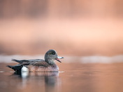American Wigeon 