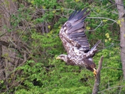 Juvenile Bald Eagle.  