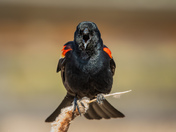 Red-winged Blackbird