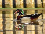 The wood duck out on my kayak adventure