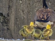 Follow the leader....