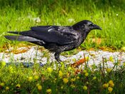 Black and White Works with Colour